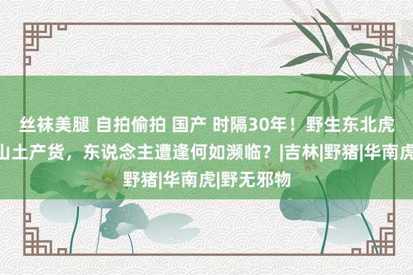 丝袜美腿 自拍偷拍 国产 时隔30年！野生东北虎重回长白山土产货，东说念主遭逢何如濒临？|吉林|野猪|华南虎|野无邪物